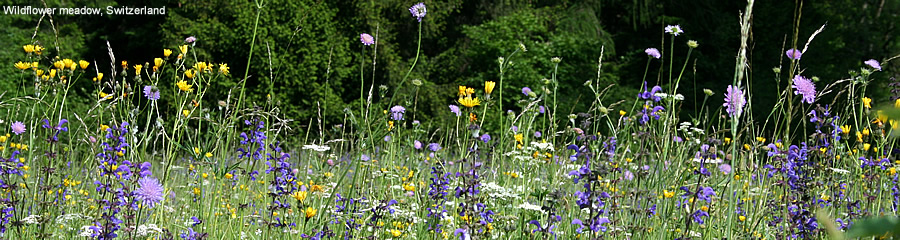 wildflower meadow, Switzerland