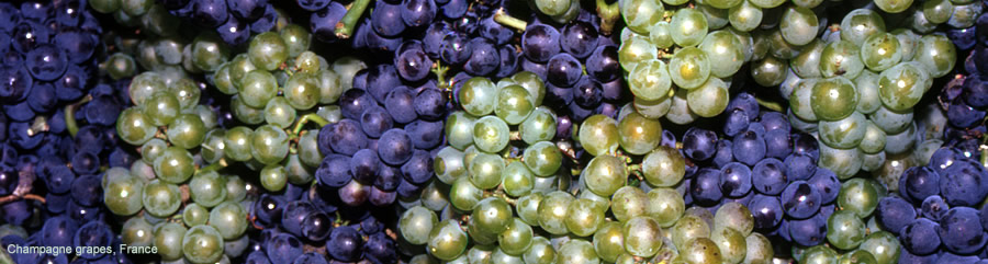 The Silk Route - World Travel: Champagne Grapes, France