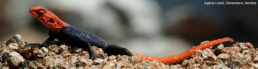 The Silk Route - World Travel: Agama lizard,Damaraland, Namibia