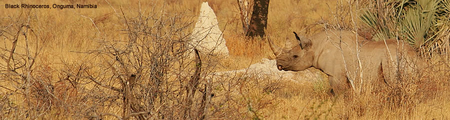 The Silk Route - World Travel: Black Rhinoceros, Onguma, Namibia