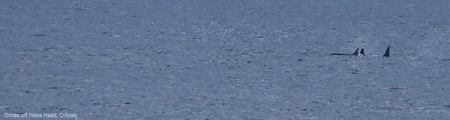 Orcas off Hoxa Head, Orkney